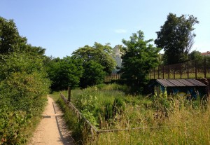 Le jardin partagé du square Charles Péguy ©Pierre-Clément Julien